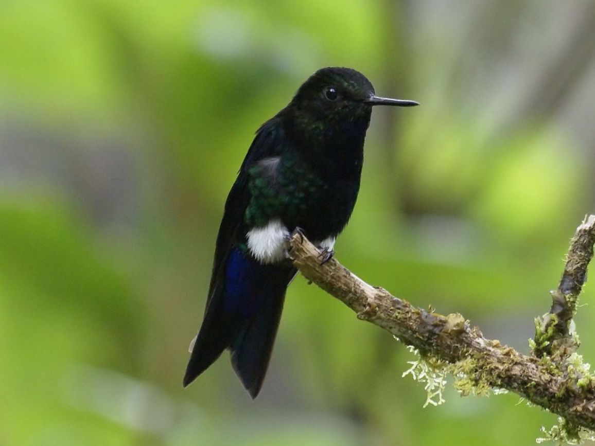 ¡El Zamarrito Pechinegro en la reserva Yanacocha!